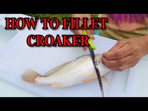 YouTube video about: What kind of fish is croaker fish?