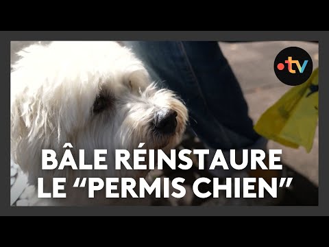 Pour détenir un chien à Bâle, il faut payer une formation obligatoire