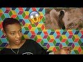 SZA- Doves In The Wind ft. Kendrick Lamar || OFFICIAL VIDEO || REACTION || Khalifa Rashida|| SZA- Doves In The Wind ft. Kendrick Lamar || OFFICIAL VIDEO || REACTION || Khalifa Rashida||