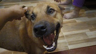 Listen to the sound when Treasy chewing dry jackfruit lolz