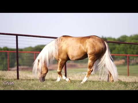 PS Mega Shine Chic « Crush »