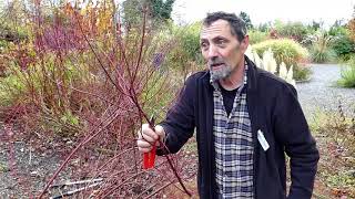 Great shrub for wet soil (Siberian Dogwood)