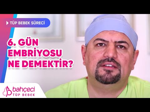 6. Gün Embriyosu Canlılığını Korur mu?