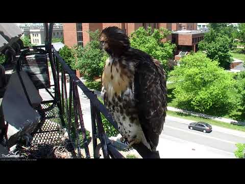 Red-tailed Hawk Fledgling "H2" Perches On Nest Railing (Full Visit) – June 15, 2018