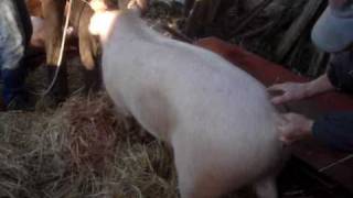 preview picture of video 'Matança do Porco em Travancas, slaughtering the pig,'