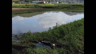 絶望米作り【８】～大雨の水だけで代掻きできそうです！！～