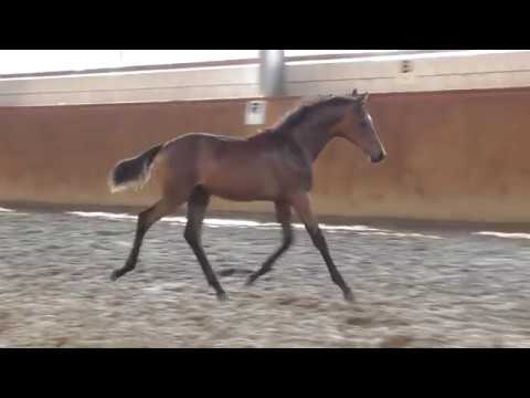 Emma *2019 Emilio Sánchez x Balous Bellini - Rohdiamant