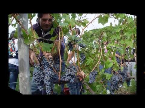 SAN PLACIDO...FARO DOC