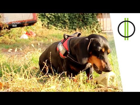 A bélférgesség tünetei és kezelése kutyáknál - Tacskó jelei férgekkel