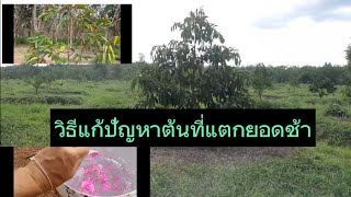 วิธีแก้ปัญหาต้นทุเรียน .ที่แตกยอดช้าครับ..