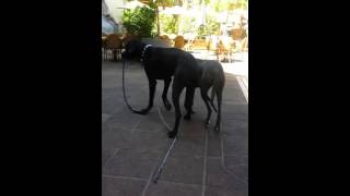 A great dane walking another great dane.