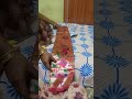 Soyagam Sarees
