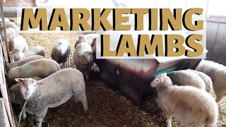 MARKETING LAMBS... how many lambs do we sell over an entire year and at what price?   Vlog 223