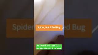 [WATCH] Checking a hotel room for bed bugs, I found THIS!