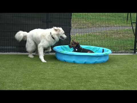 Huxley, an adopted Great Pyrenees & Anatolian Shepherd Mix in Friday Harbor, WA_image-1