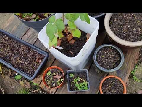 How the #wormery is looking.