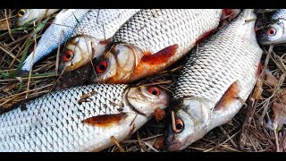 Ловля рыбы на кукурузу консервированную весной