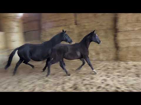 Räuberstolz von Lossow - Stradivari - Habicht geboren 05.Juli 2019