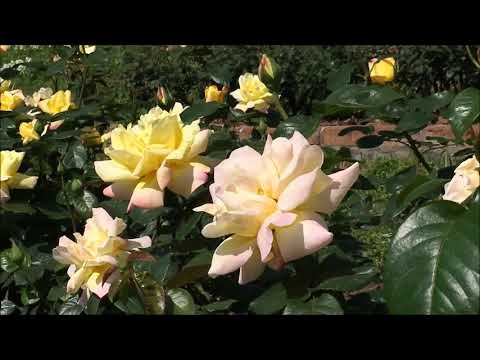 Milhões de Rosas  Brancas -   Vansan