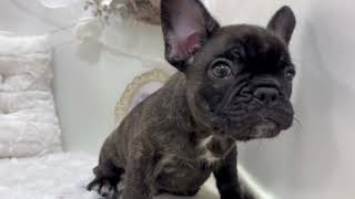 フレンチブルドッグの動画01
