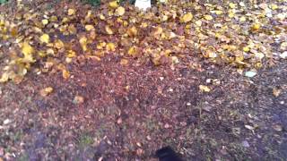 STIHL SH 56