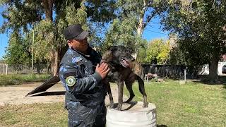 En primera persona, cómo es el trabajo de las divisiones con animales de la Policía