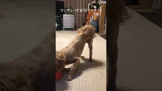 #ペキプー #癒し 子犬の #子犬のいる暮らし #犬の遊び #子犬を飼う