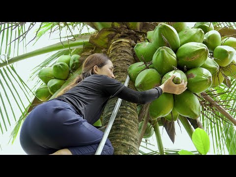 FULL VIDEO 60 DAYS : Harvesting Coconuts & Guava Garden Goes to the market sell - Lý Thị Hoa