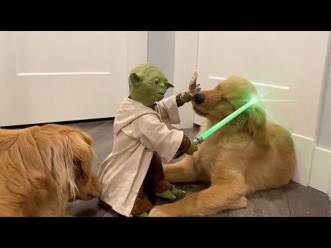Yoda beat up my dogs instead of training them...