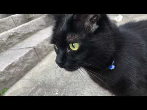 The Walking Gisela 4K60fps