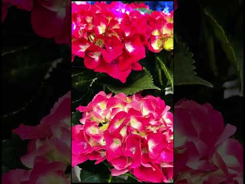 夏に色あせたアジサイの花は切り取ったほうがいいでしょうか？どのようなリスクがありますか?  庭園