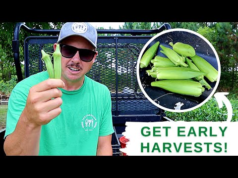 GROWING OKRA: How to Get Early Pod Production