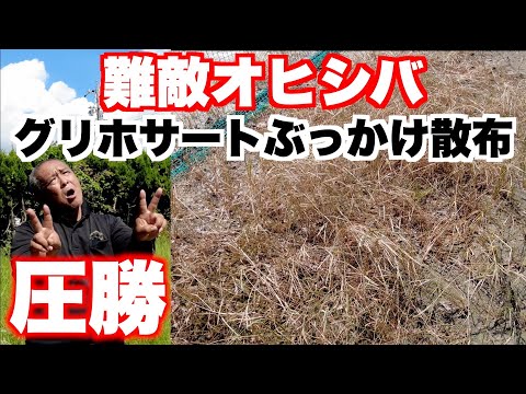 自家製ラウンドアップの作り方は？ 3 つの材料と 5 分で天然の強力な除草剤が完成  庭園