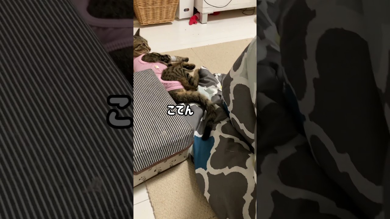 【ご報告】避妊手術をしたよ　＃shorts #cat#キジトラ＃可愛い