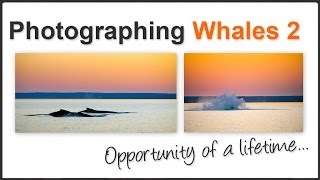 Photographing Whales Pt. 2