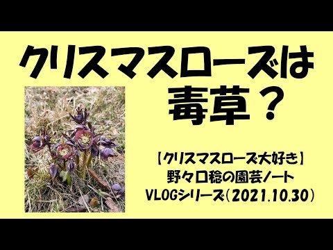 クリスマスローズには毒があるのでしょうか? 植物