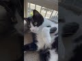 I Wants Kisses Plz Cat Cats Tuxedocat