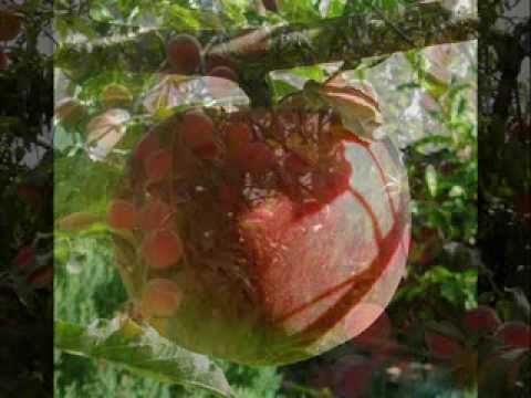 Grupul Hava Maranatha - Omule, nu întâmplarea