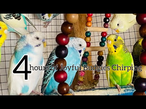 "4 Hours of Happy Budgies 🐦 | Soothing Chirps for Pure Relaxation"