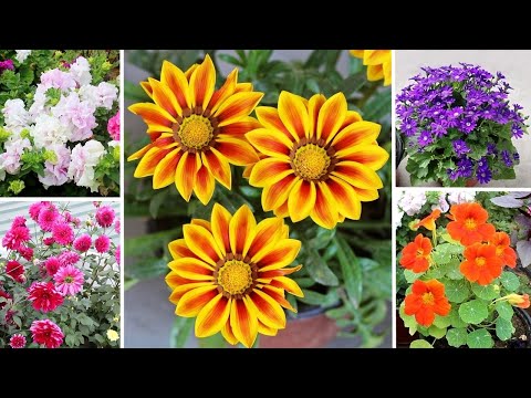 30 BEST Winter Flowers To GROW In Sept-OCT