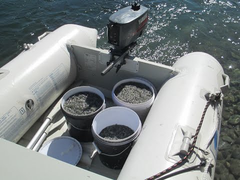 White baiting west coast nz 2018