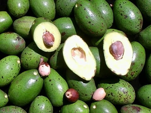 Abacate espada (Persea gratissima)