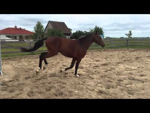 Decurit (Desperadosenkel vom Decurio)