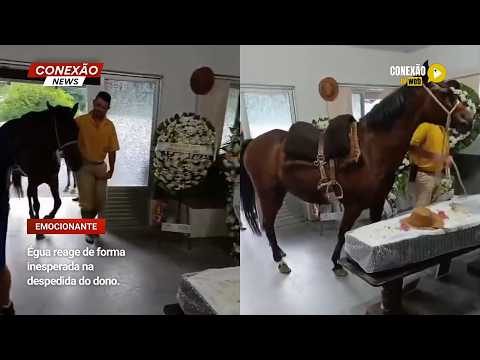 Vídeo: Égua reage de forma inesperada na despedida do dono.