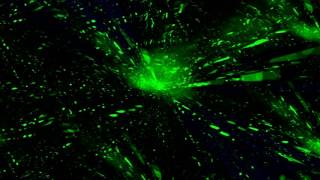 NiikiSound - Exaltation Mix 12