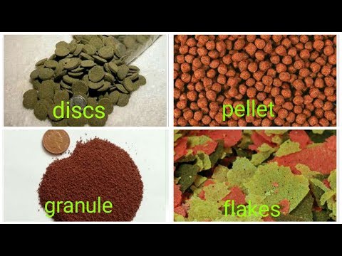 7 different types of fish feed