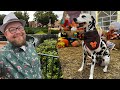 Celebration Pumpkin Patch With My Dalmatian Epcot Biergarten The Halloween Lights On Jeater Bend