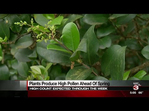 High Pollen Count Likely All Week