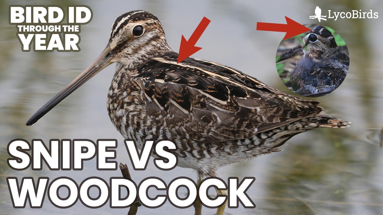 Identifying Wilson's Snipe vs American Woodcock