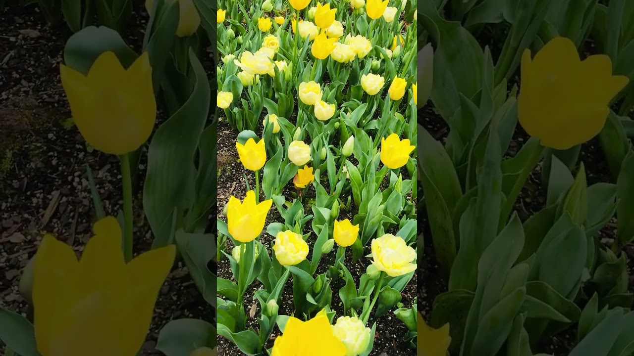 YouTube Short thumbnail